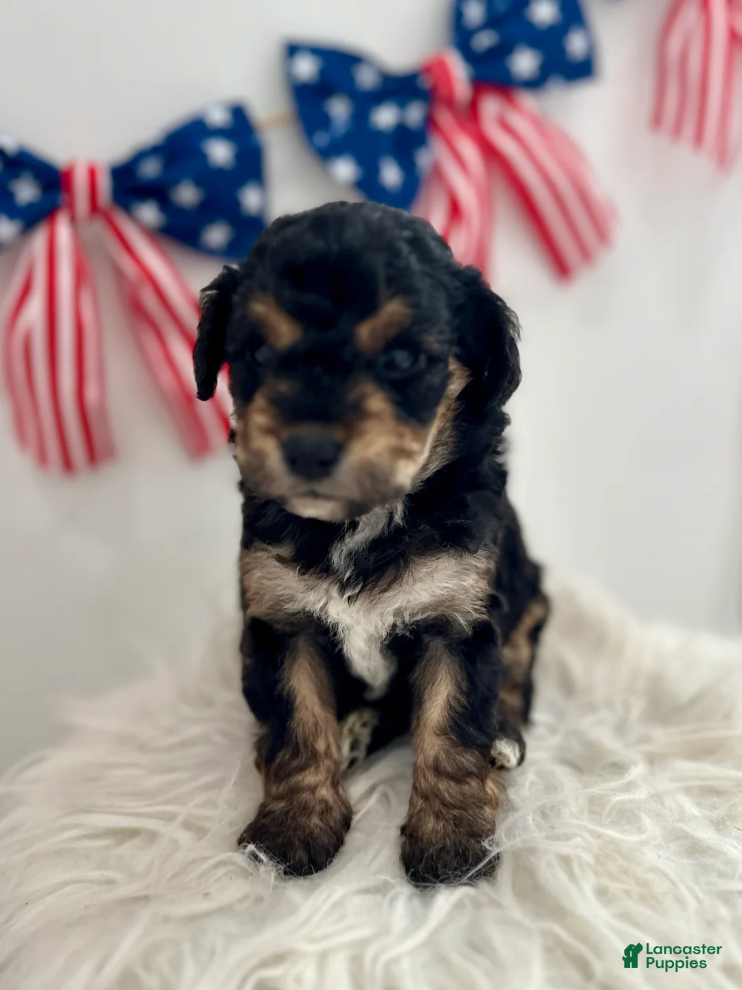 Mini Aussiedoodle dogs for sale: Penny - Ad 1