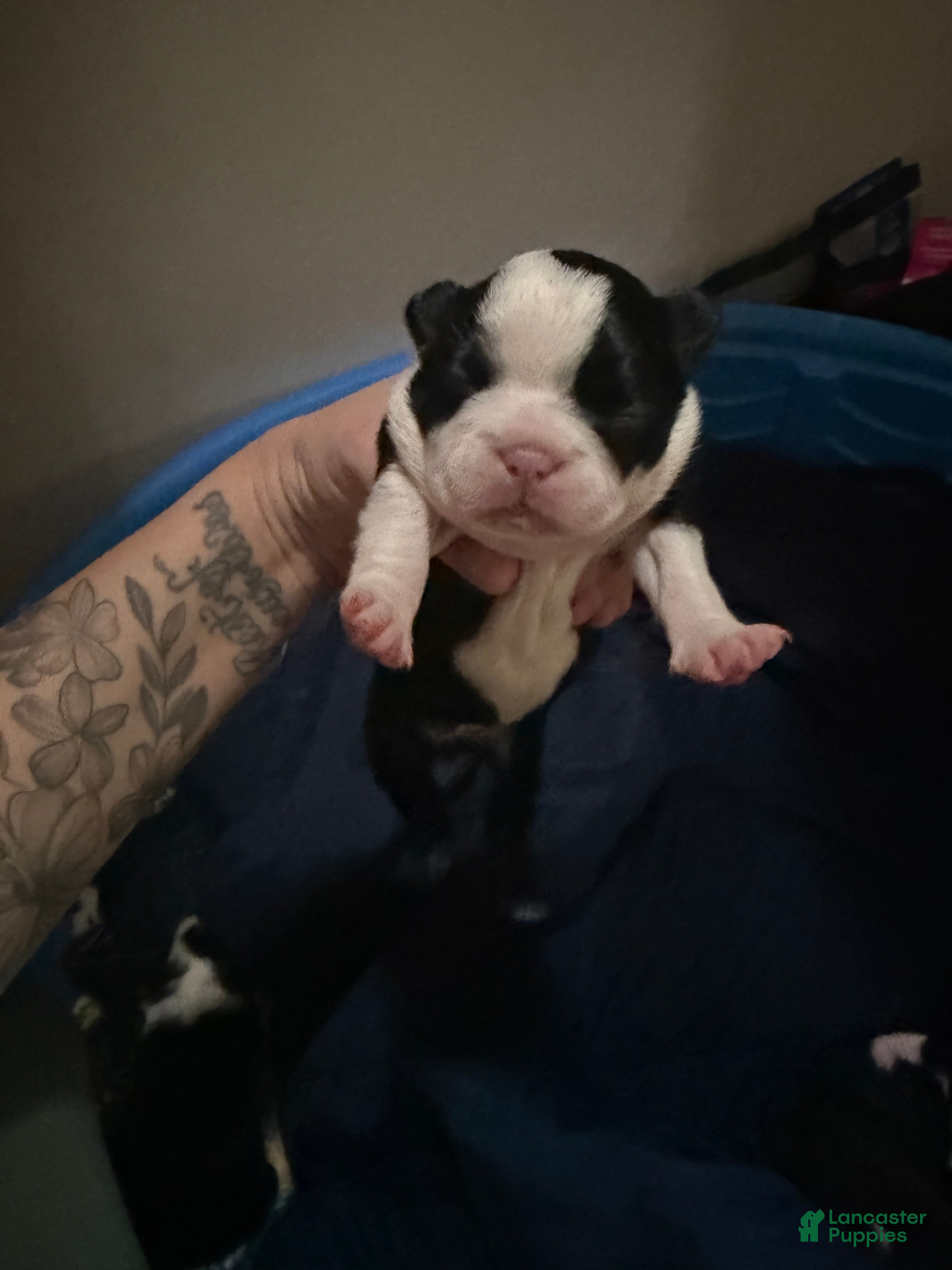 Boston Terrier dogs Boston Terrier 3 - Ad 11