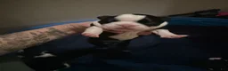 Boston Terrier dogs for sale: Boston Terrier 3 - Ad 1