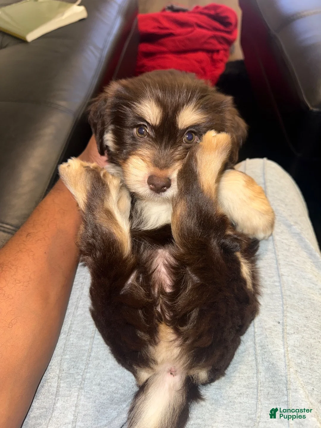 Mixed Breed dogs for sale: Meka - Ad 1