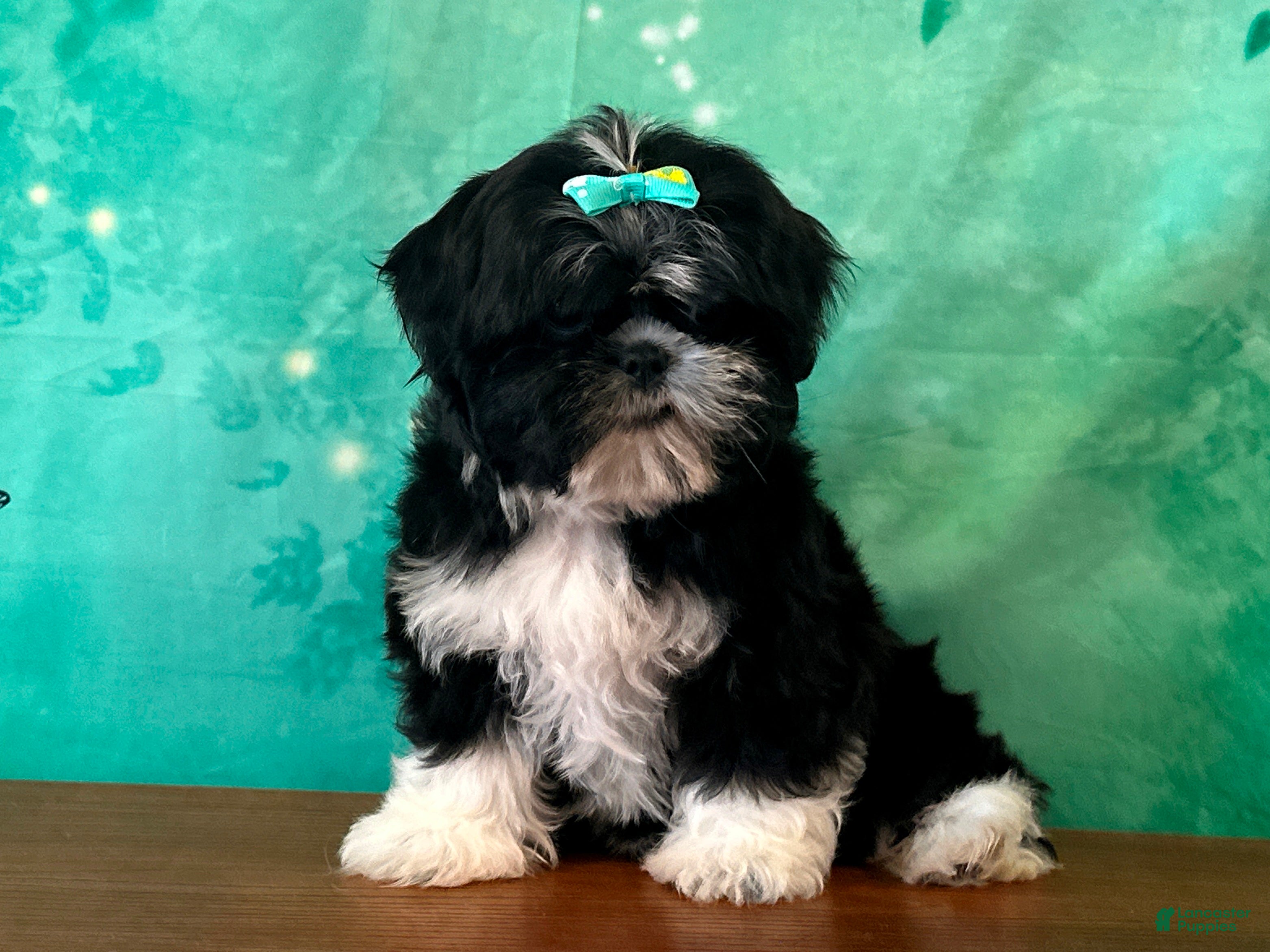 Shih Tzu dogs Honey - Ad 1
