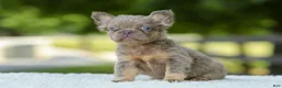French Bulldog dogs for sale: Lucy - Ad 3