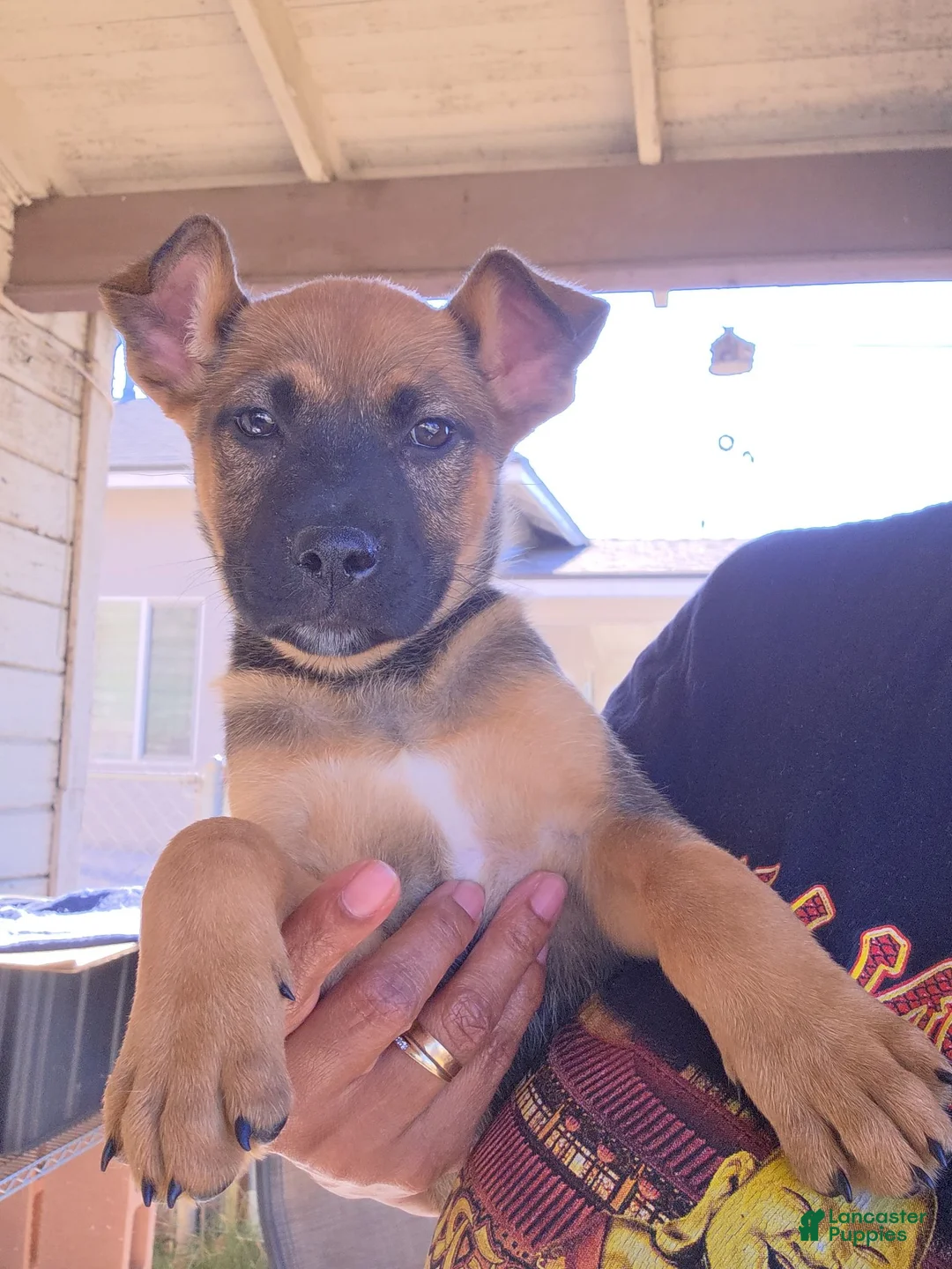 German Shepherd dogs for sale: German Shepherd female puppie 1 - Ad 1
