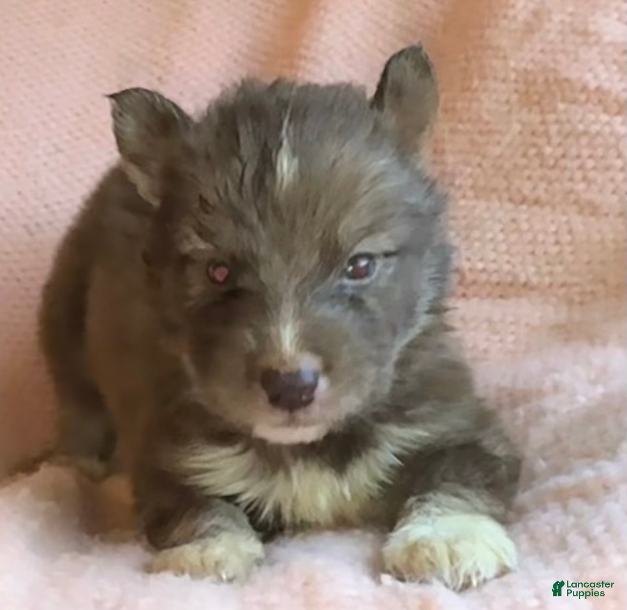 Siberian Husky dogs Noelle - Ad 11