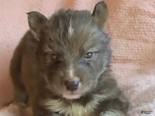 Siberian Husky dogs Noelle - Ad 11