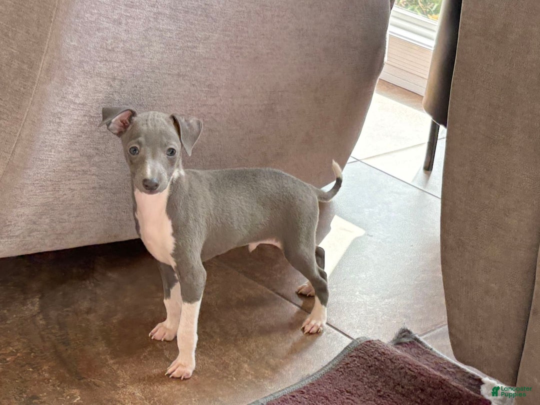 Italian Greyhound dogs for sale: Henry - Ad 10