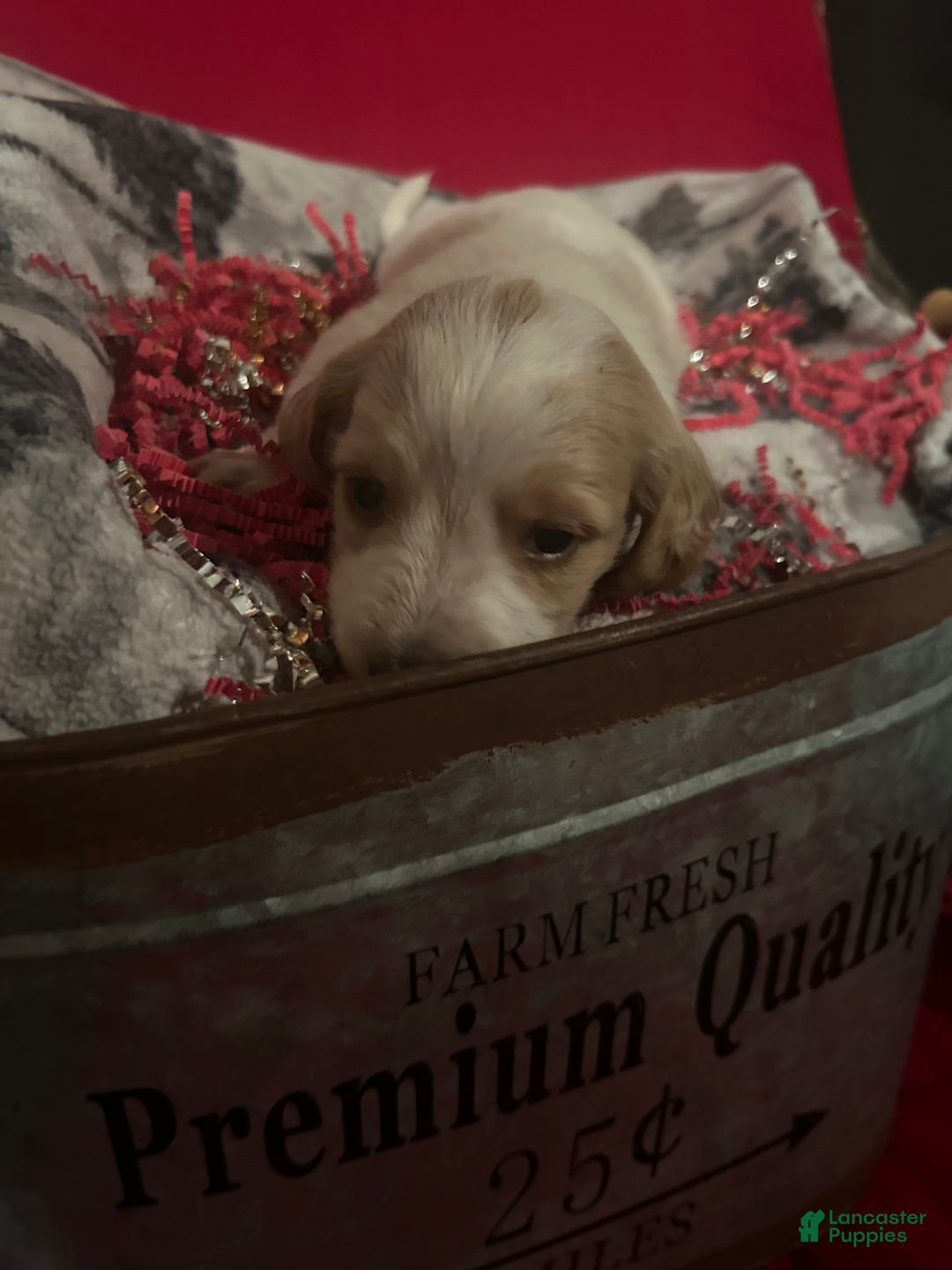 Miniature Dachshund dogs for sale: Miniature Dachshund Puppy 2 - Ad 2