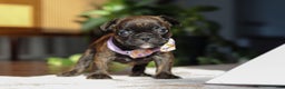French Bulldog dogs for sale: Shiloh - Ad 1
