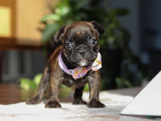 French Bulldog dogs Shiloh - Ad 4