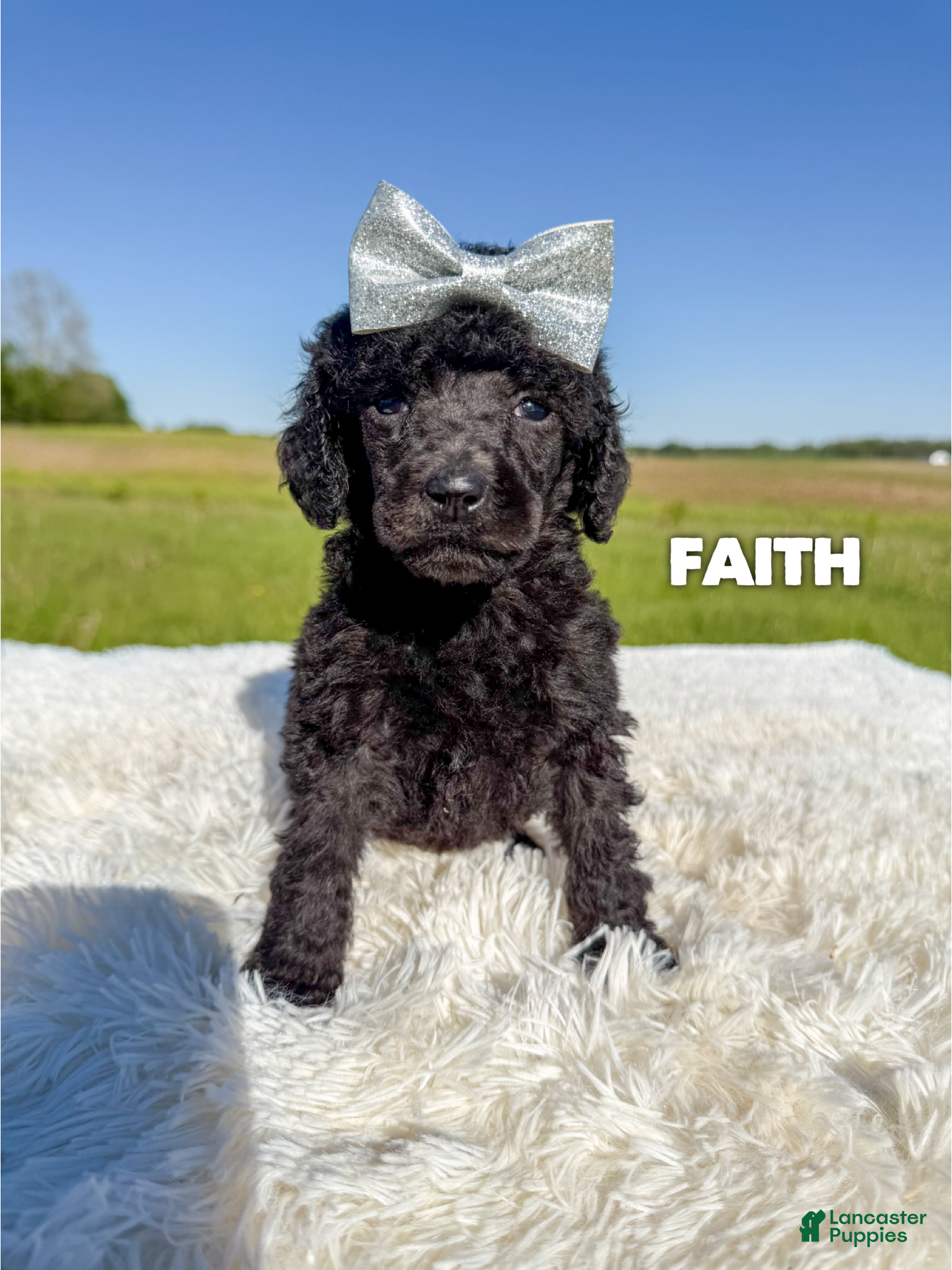 Standard Poodle dogs Faith - AKC - Ad 18
