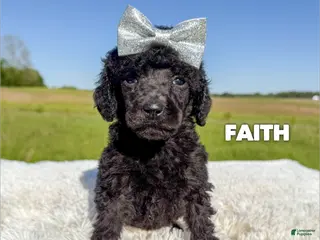 Standard Poodle dogs Faith - AKC - Ad 15