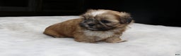 Shih Tzu dogs for sale: Claire - Ad 4