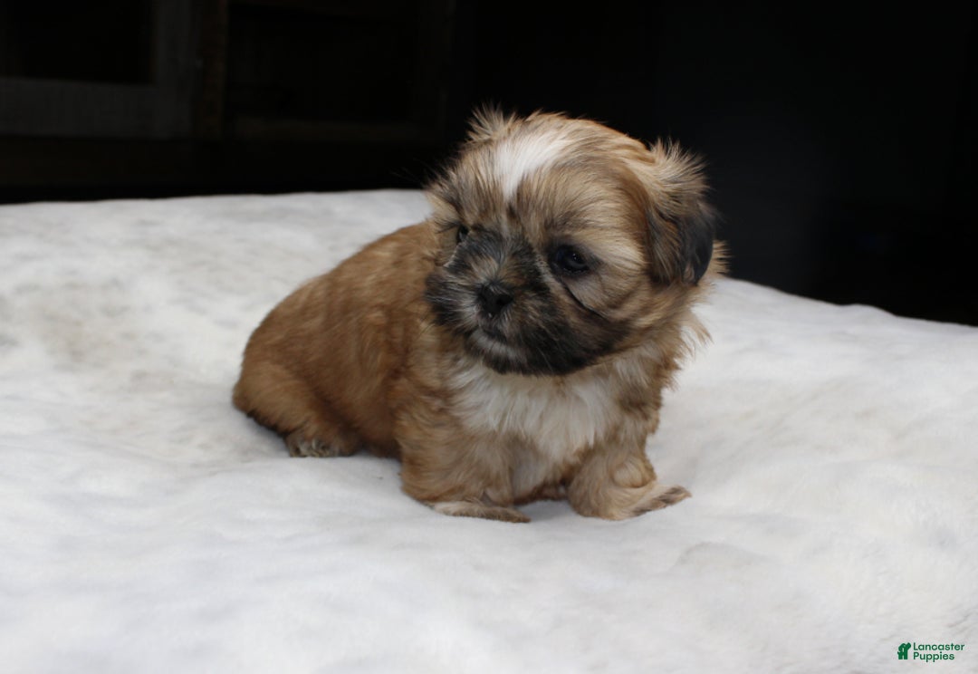 Shih Tzu dogs for sale: Claire - Ad 4