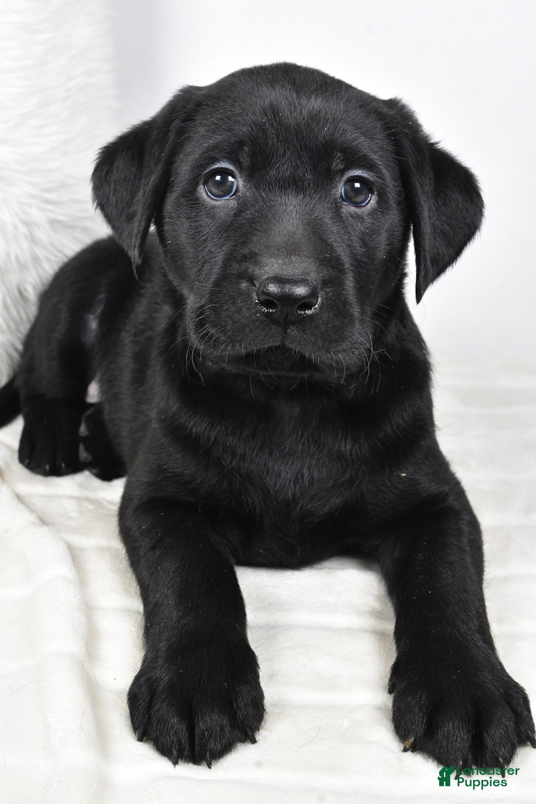 Labrador Retriever dogs for sale: Piper - Ad 7