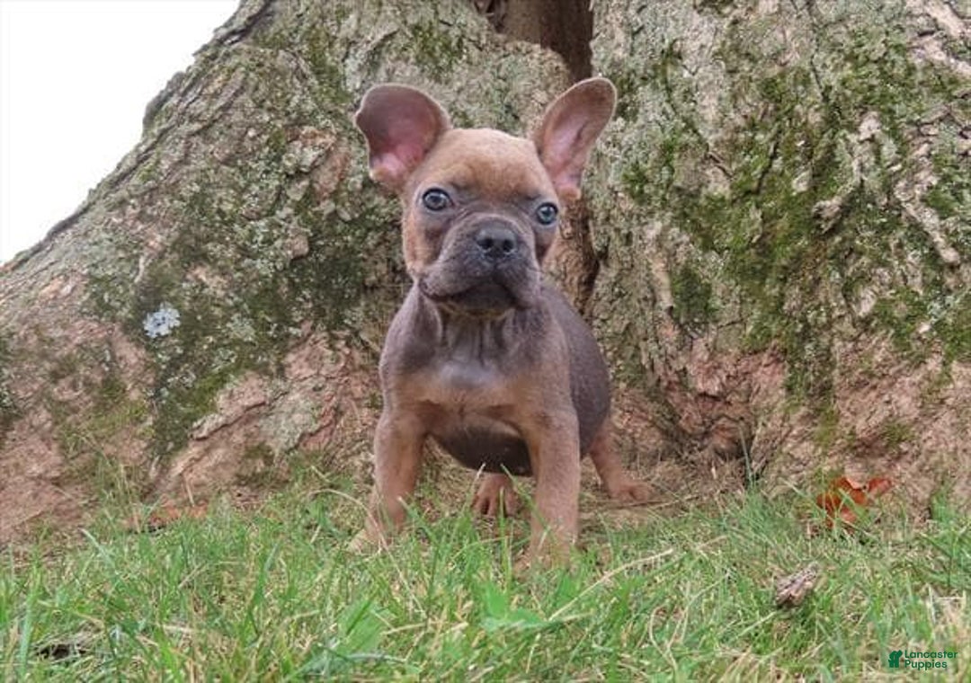 Gallery Image {{count}}