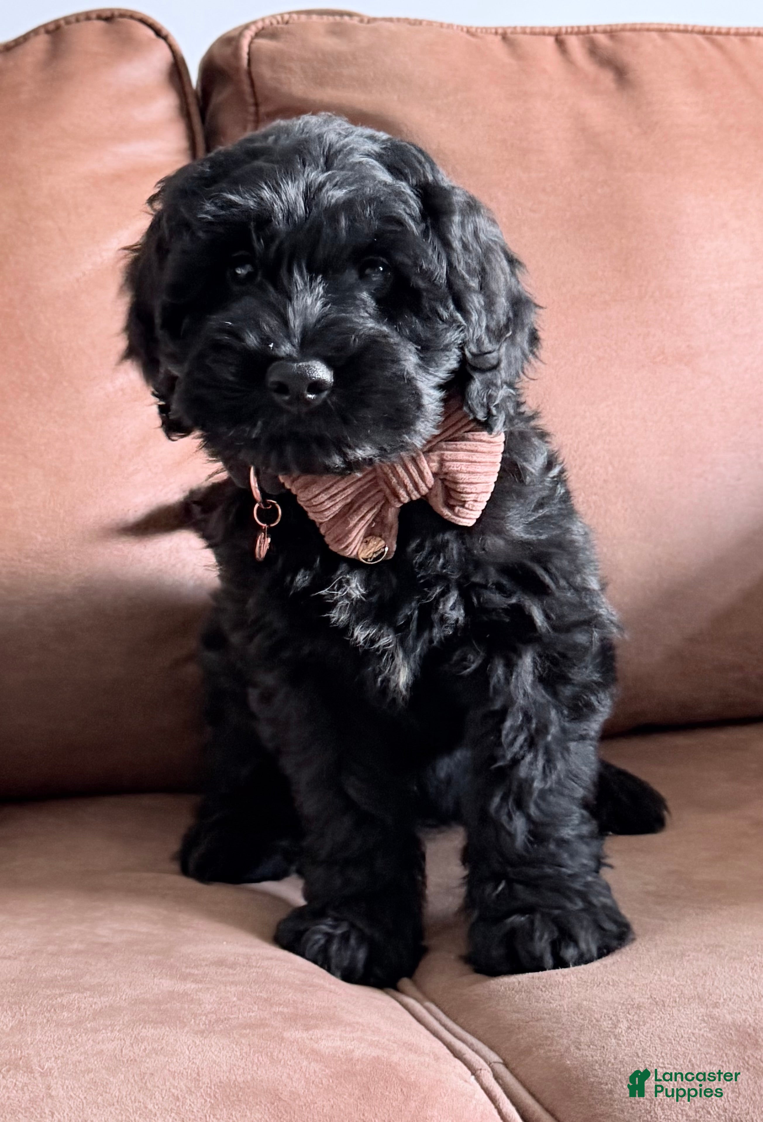 Goldendoodle dogs Thumper  - Ad 1