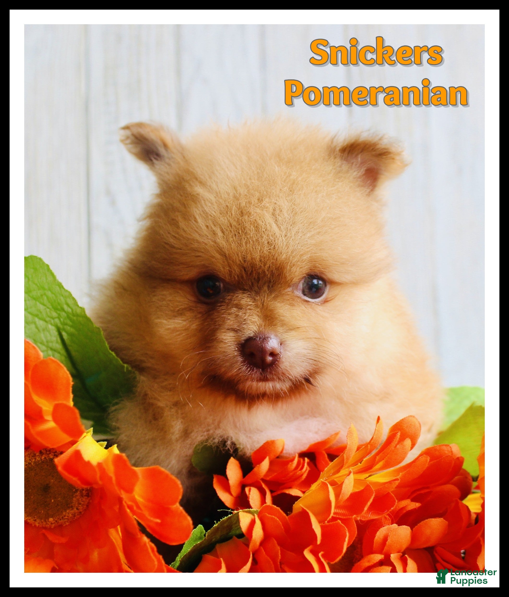 Pomeranian dogs Snickers - Ad 1