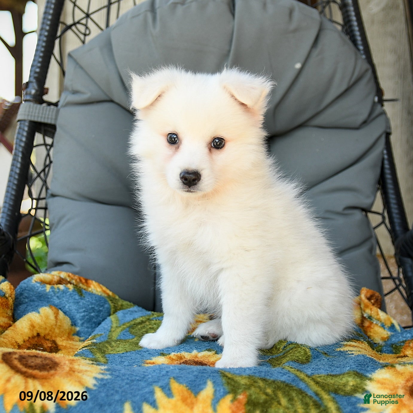 American Eskimo dogs Faye - Ad 1