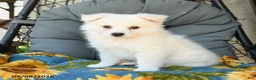 American Eskimo dogs for sale: Faye - Ad 1