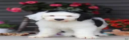 Sheepadoodle dogs for sale: Bentley - Ad 6