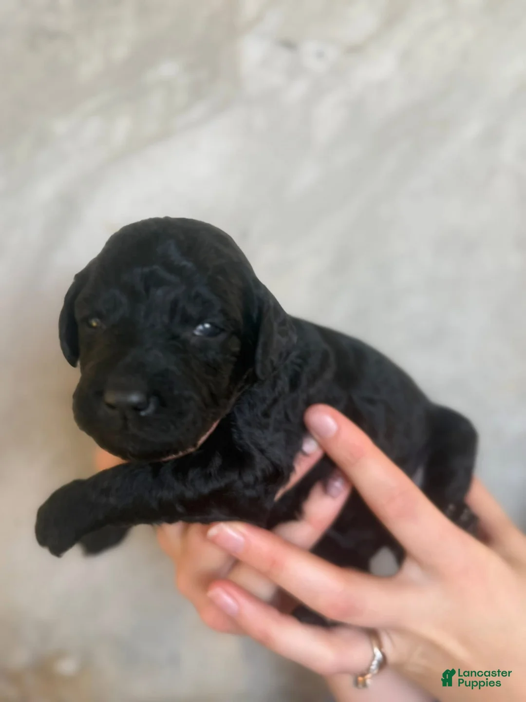Goldendoodle dogs for sale: Feta - Ad 1