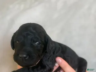 Goldendoodle dogs Feta - Ad 23