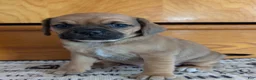 Puggle dogs for sale: Kenzie  - Ad 10