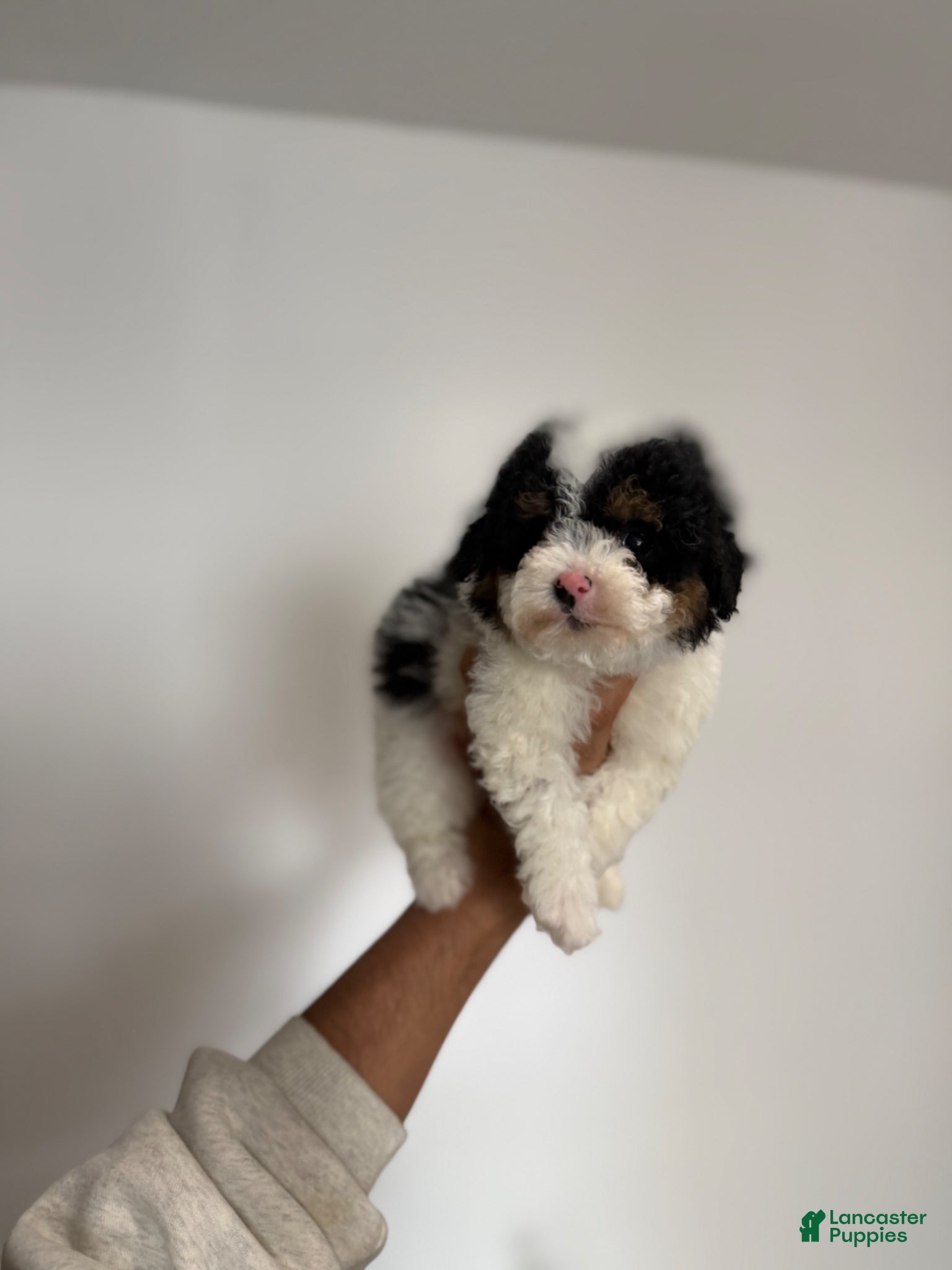 Miniature Poodle dogs Duke - Ad 4