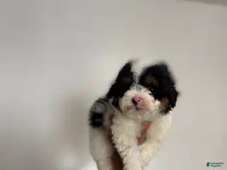 Miniature Poodle dogs Duke - Ad 35