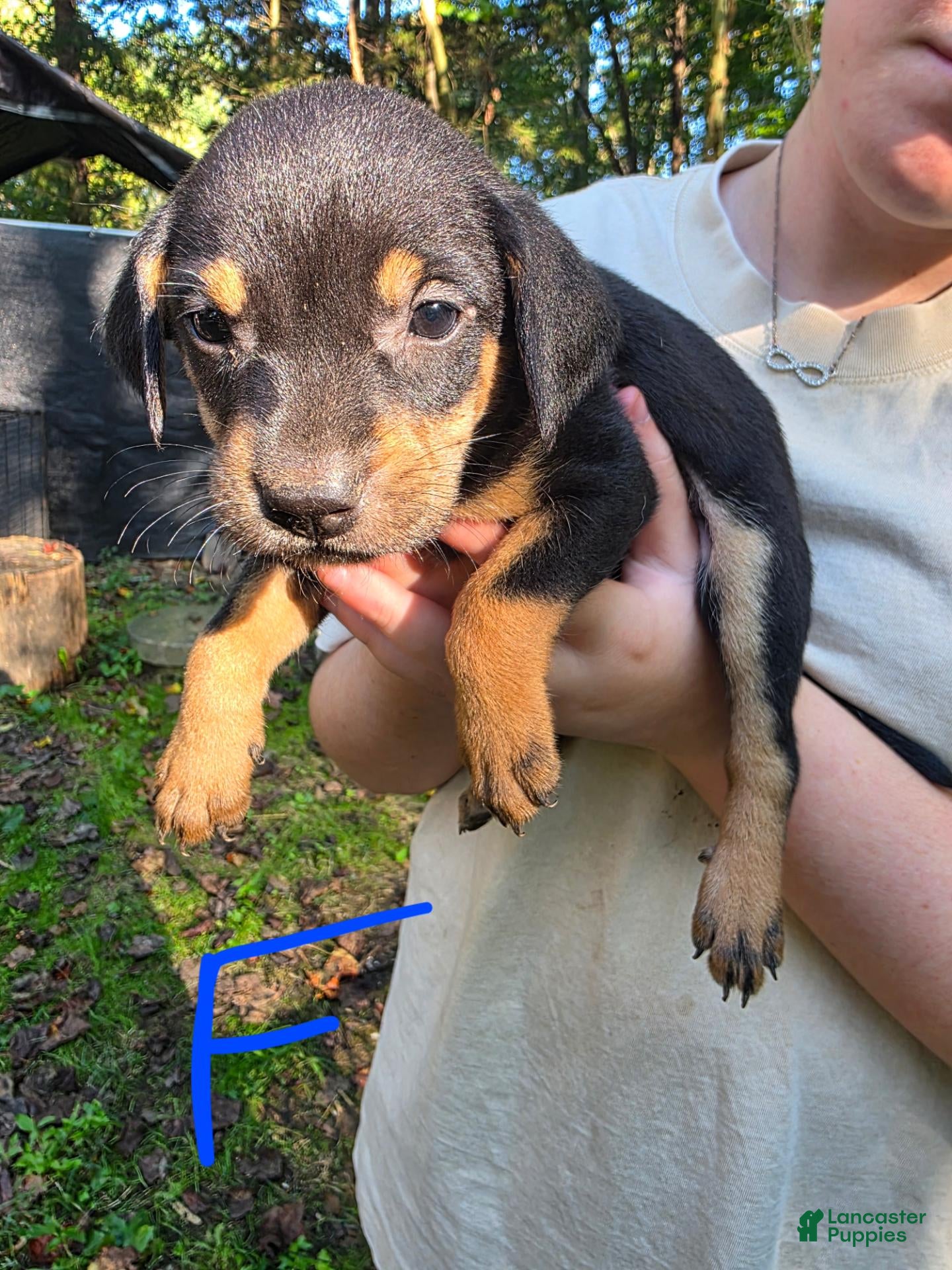 Mixed Breed dogs Mixed Breed 5 - Ad 21