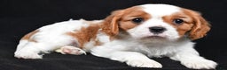 Cavalier King Charles Spaniel dogs for sale: Patrick - Ad 1