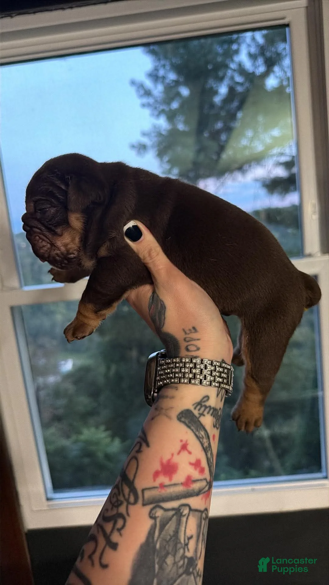 English Bulldog dogs for sale: Chocolate male  - Ad 2