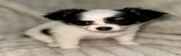 Chihuahua dogs for sale: Oreo  - Ad 2