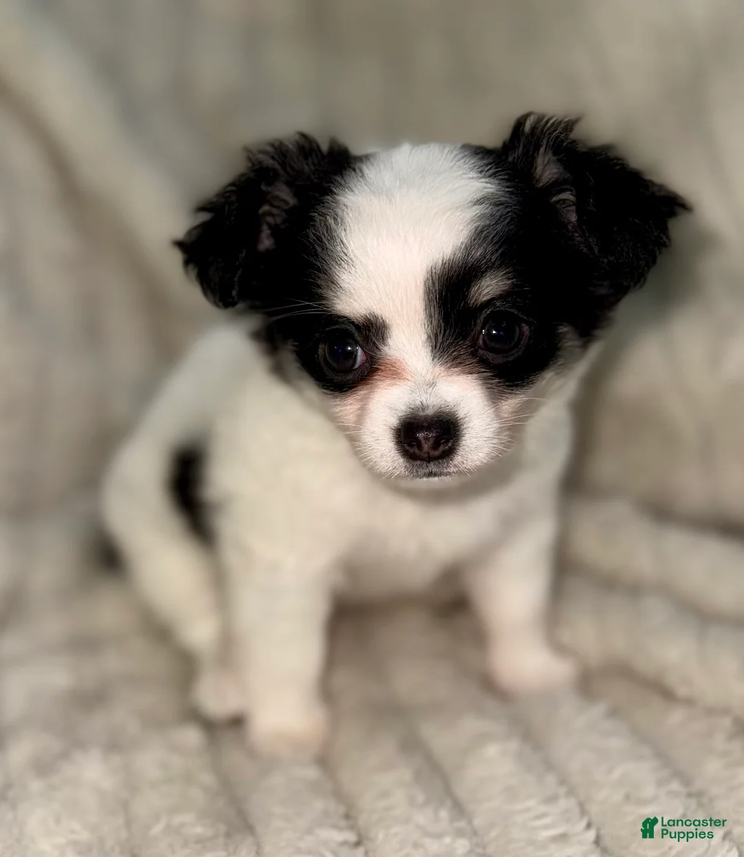 Chihuahua dogs for sale: Oreo  - Ad 2