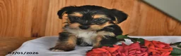 Mixed Breed dogs for sale: Roger - Ad 3