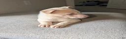 Pitsky dogs for sale: Frozen - Ad 5
