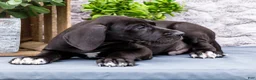 Great Dane dogs for sale: Zayne - Ad 7