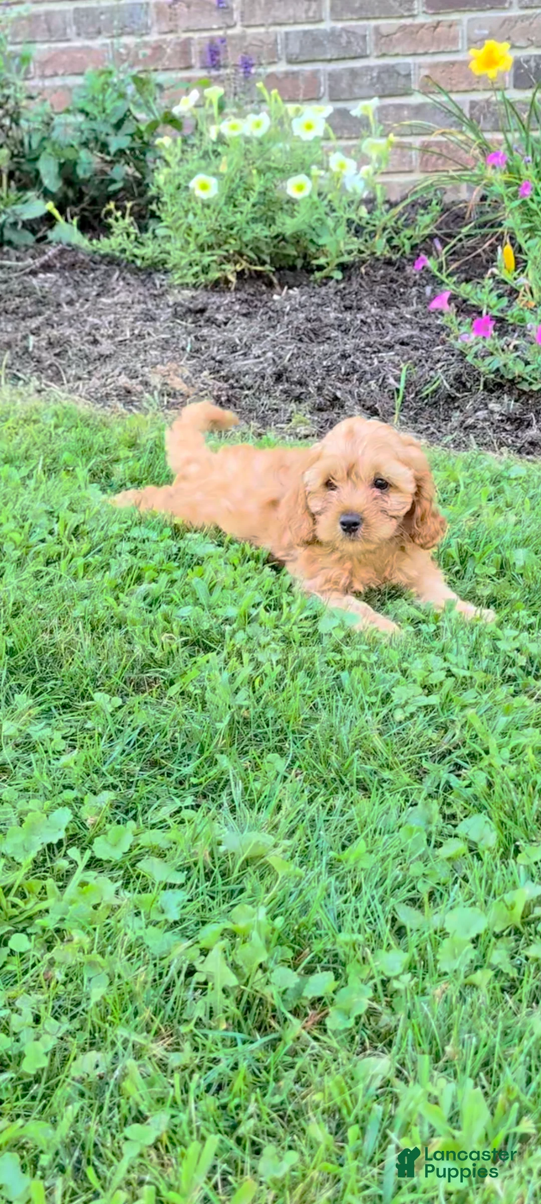 Cavapoo dogs for sale: Milo - Ad 3