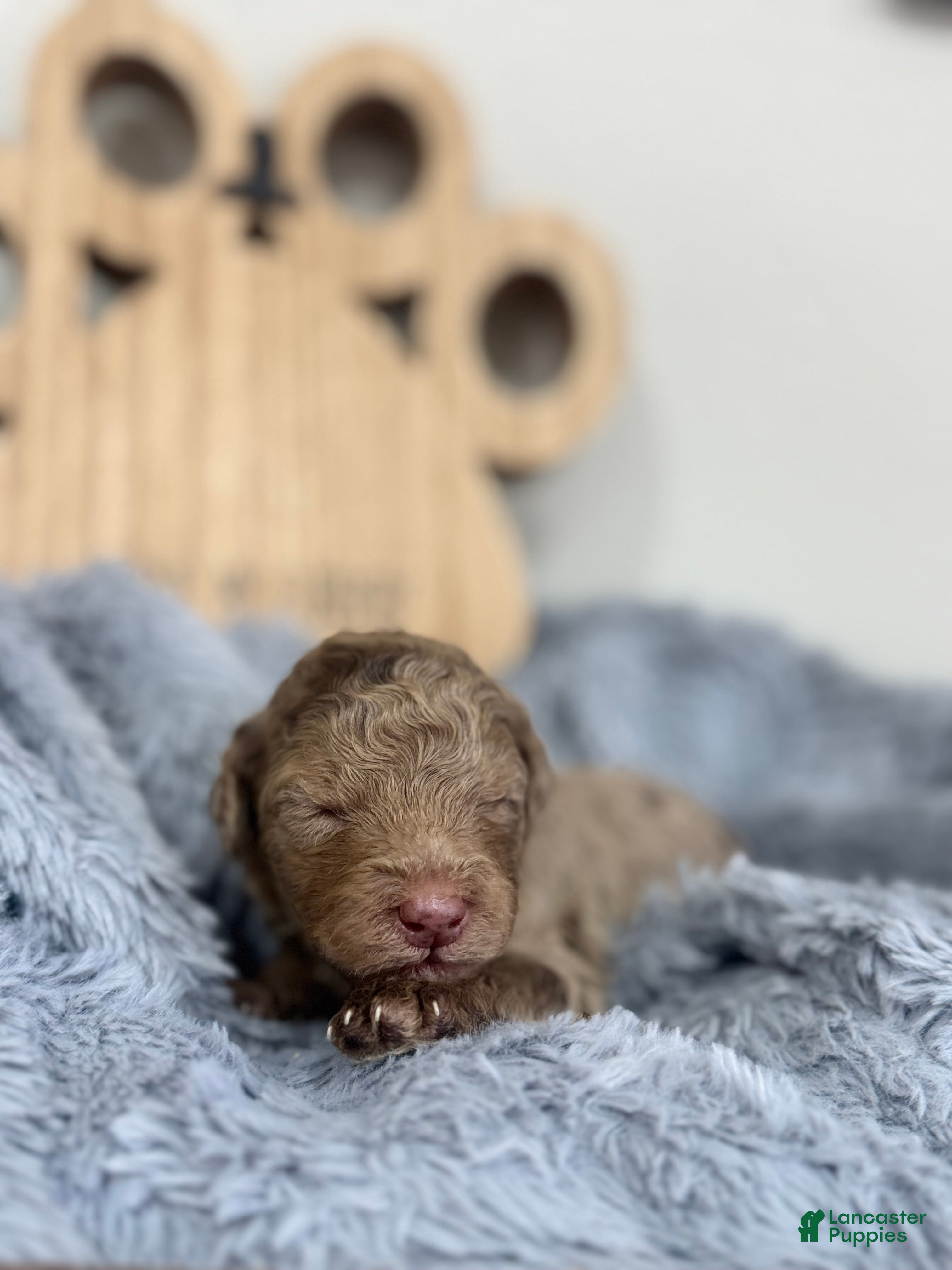 Mixed Breed dogs Apollo-White Collar - Ad 1