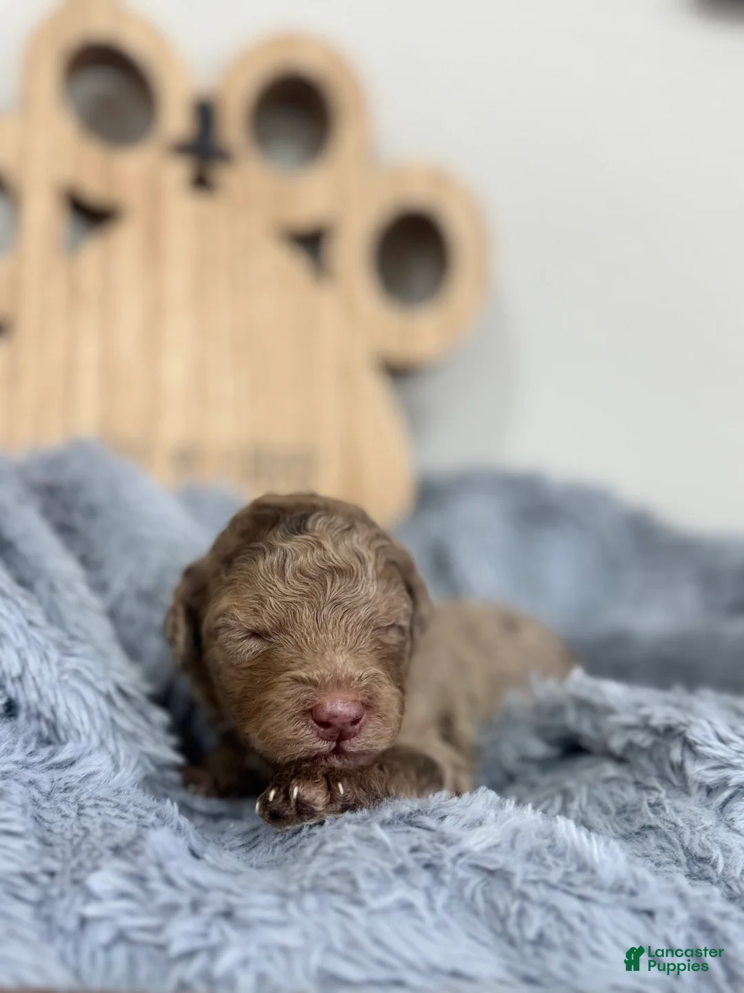 Mixed Breed dogs for sale: Apollo-White Collar - Ad 1