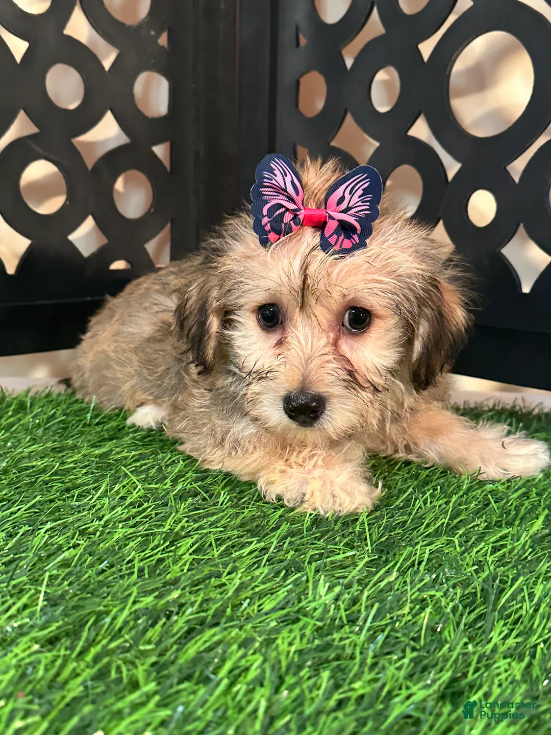 Yochon dogs for sale: Heaven Angelic Little Female Yochon Puppy - Ad 1