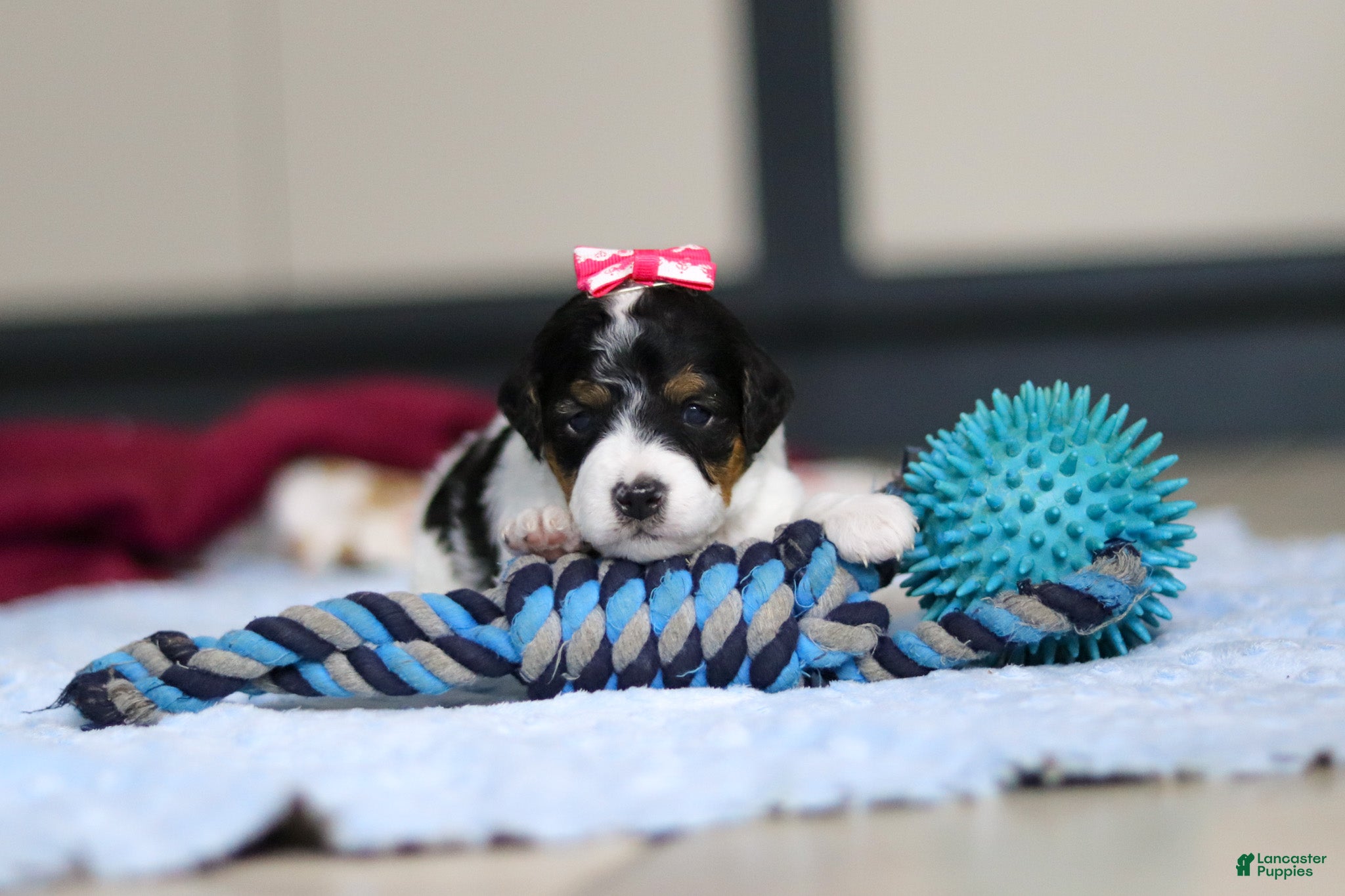 Mini Bernedoodle dogs Dixie — Female — $1299 - Ad 15