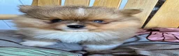 Pomeranian dogs for sale: AKC Red Teddy Pom  - Ad 5