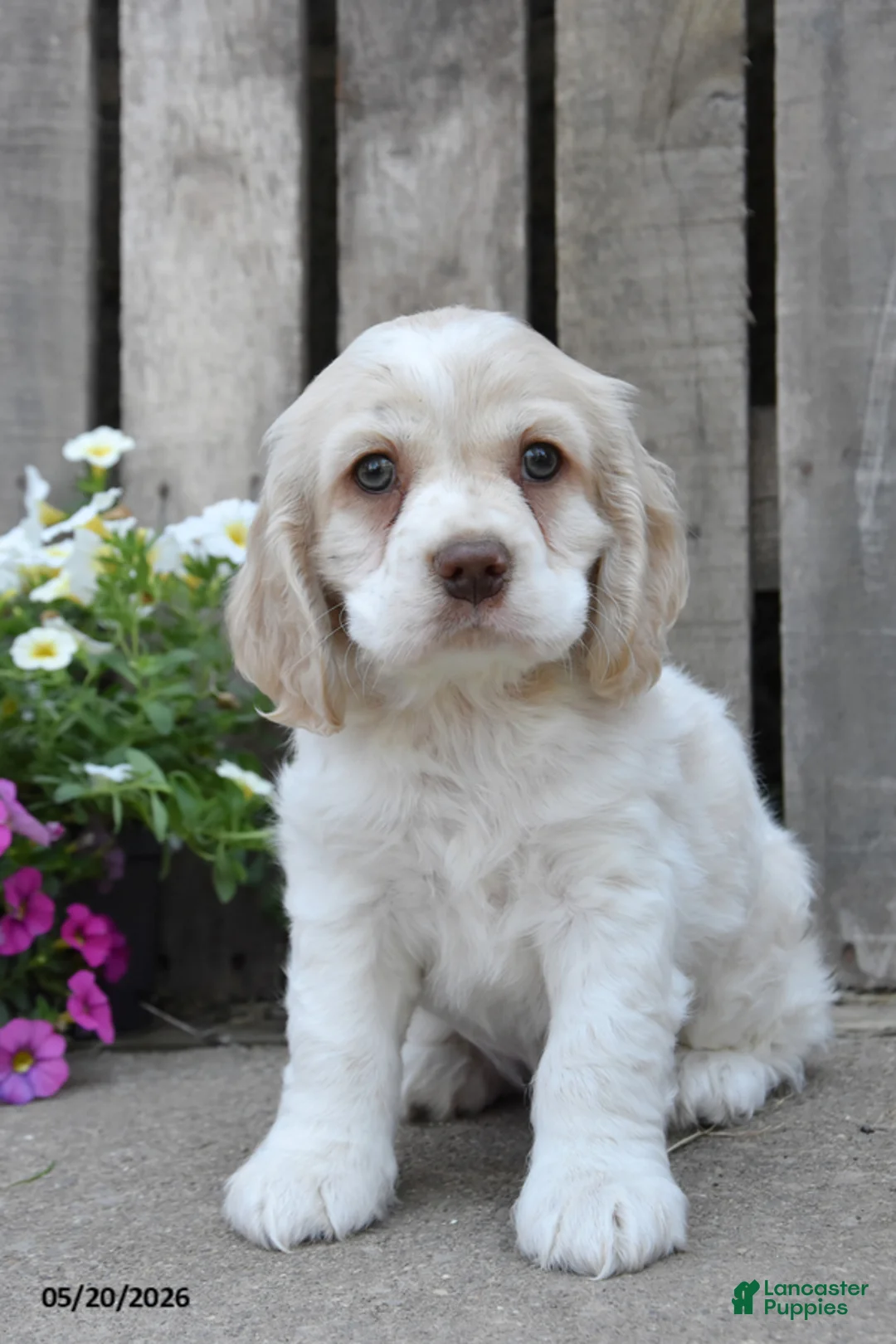 Cocker Spaniel dogs for sale: Dalas - Ad 2
