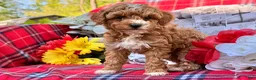 Miniature Poodle dogs for sale: Magic  - Ad 4