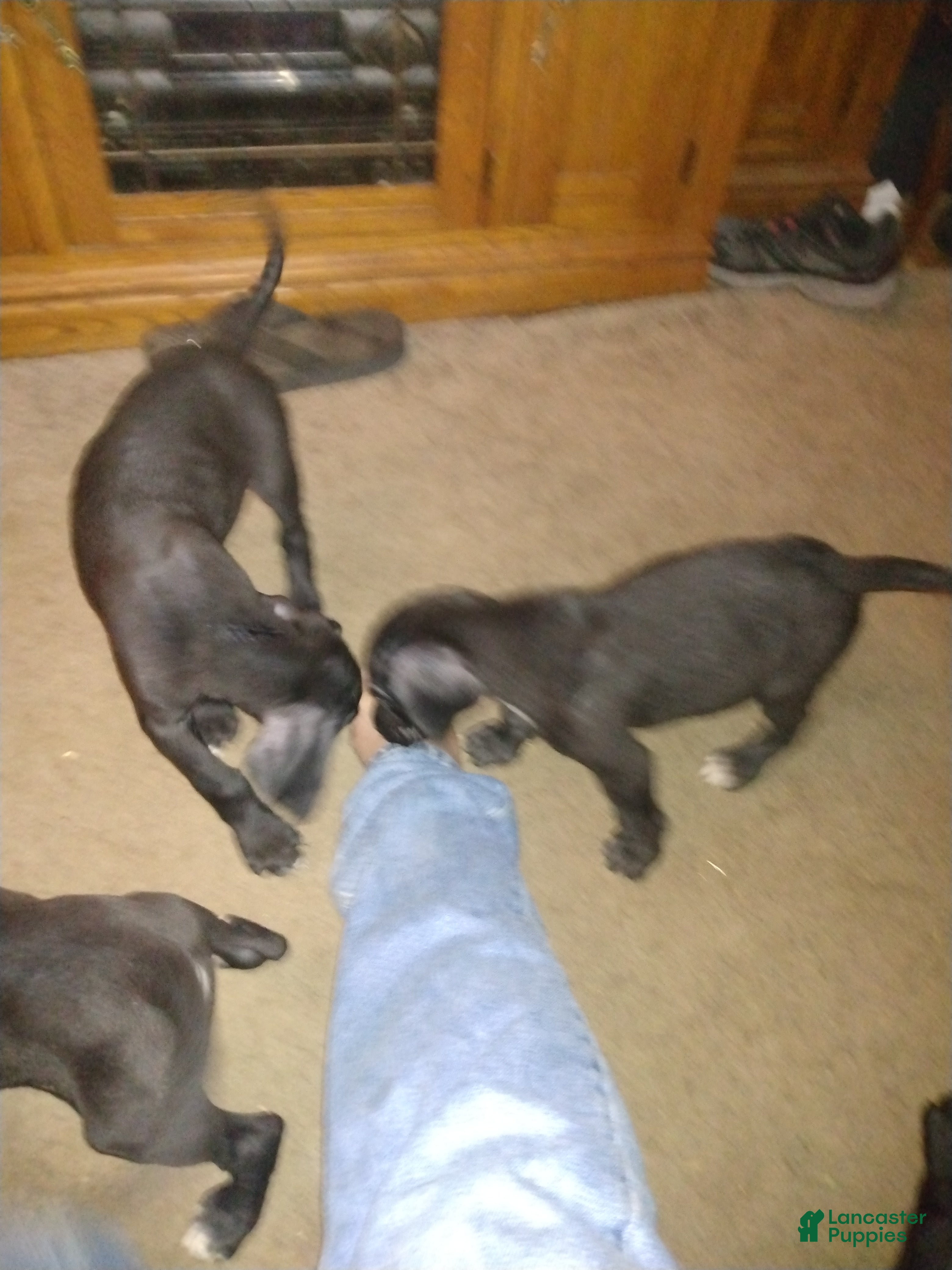Great Dane dogs Great Dane 6 - Ad 9