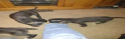 Great Dane dogs for sale: Great Dane 6 - Ad 1