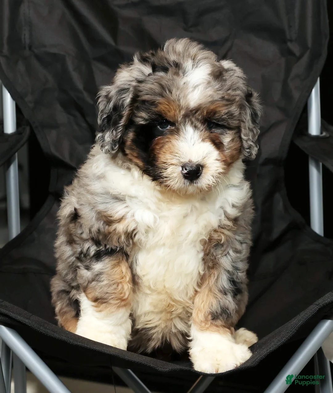 Mini Bernedoodle dogs for sale: Faith - Ad 6