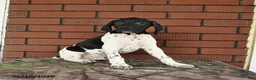 German Shorthaired Pointer dogs for sale: Rover  - Ad 10
