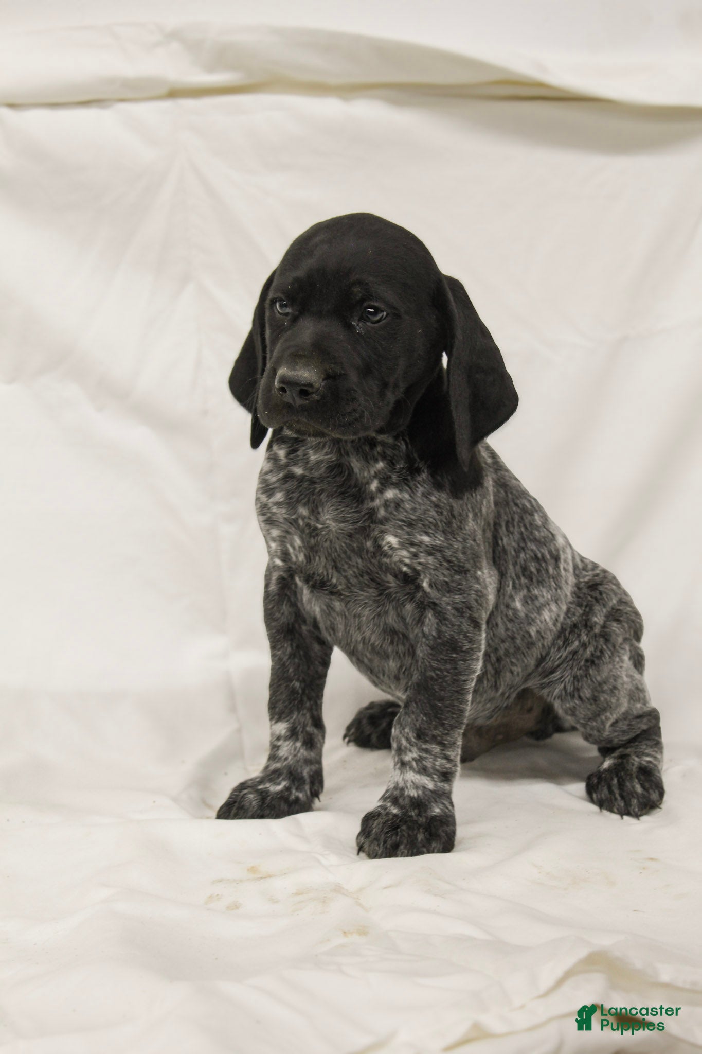 German Shorthaired Pointer dogs Romeo - Ad 19
